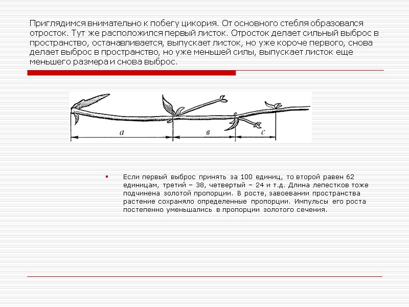 Приглядимся внимательно к побегу цикория. От основного стебля образовался отросток. Тут же расположился первый
